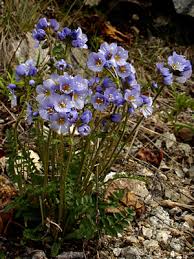 Attēlu rezultāti vaicājumam “Ptilidium pulcherrimum sporophyte”