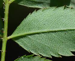 Attēlu rezultāti vaicājumam “Rosa subcanina leaf”