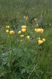 Attēlu rezultāti vaicājumam “Trollius europaeus bud”