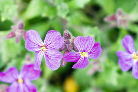 Attēlu rezultāti vaicājumam “Aubrieta deltoidea flower”