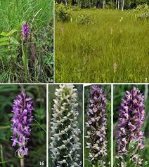 Attēlu rezultāti vaicājumam “Dactylorhiza ochroleuca flower”