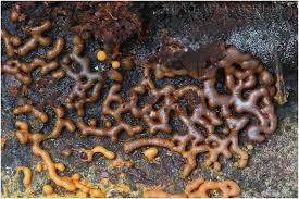 Attēlu rezultāti vaicājumam “Willkommlangea reticulata”