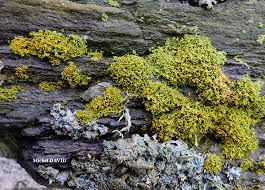 Attēlu rezultāti vaicājumam “Xanthoria candelaria”