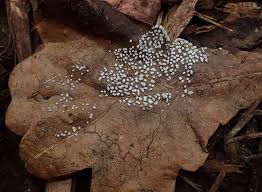 Attēlu rezultāti vaicājumam “Badhamia capsulifera var. arborea”