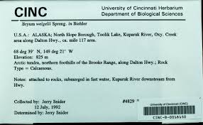 Attēlu rezultāti vaicājumam “Bryum weigelii”