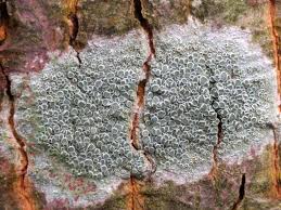 Attēlu rezultāti vaicājumam “Lecanora chlarotera”