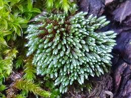Attēlu rezultāti vaicājumam “Bryum moravicum”