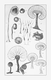 Attēlu rezultāti vaicājumam “Claustria didermoides stalked”