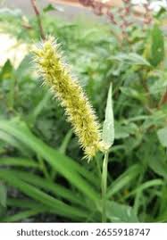 Attēlu rezultāti vaicājumam “Trichia erecta stalked”