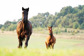 Image result for chestnut friesian