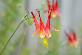 Attēlu rezultāti vaicājumam “Aquilegia vulgaris flower”