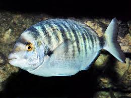 Image result for Diplodus puntazzo