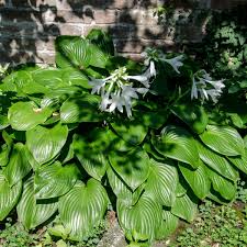 Attēlu rezultāti vaicājumam “Hosta sp. flower”