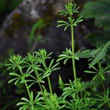 Image result for Galium aparine