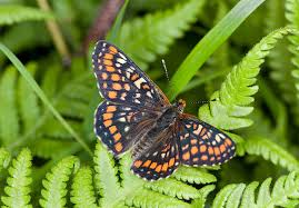 Attēlu rezultāti vaicājumam “Euphydryas maturna pupa”