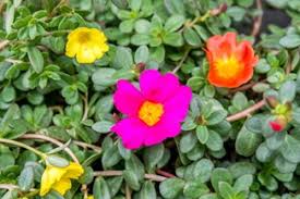 Attēlu rezultāti vaicājumam “Portulaca oleracea flower”