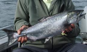Image result for Oncorhynchus tshawytscha