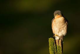 Attēlu rezultāti vaicājumam “Accipiter nisus male”