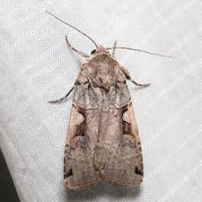 Attēlu rezultāti vaicājumam “Xestia c-nigrum”