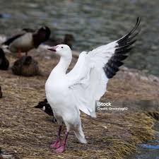 Image result for Anser caerulescens