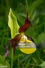 Attēlu rezultāti vaicājumam “Cypripedium calceolus flower”