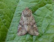 Attēlu rezultāti vaicājumam “Apamea sordens”