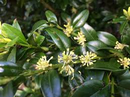 Attēlu rezultāti vaicājumam “Buxus sempervirens flower”