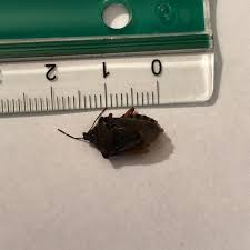 Attēlu rezultāti vaicājumam “Pinthaeus sanguinipes imago”