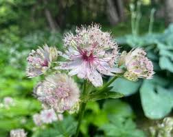 Attēlu rezultāti vaicājumam “Astrantia major fruit”