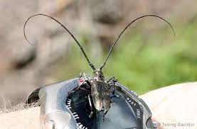 Attēlu rezultāti vaicājumam “Monochamus sutor”