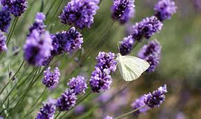Image result for Lavendel