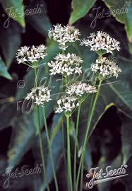 Image result for Allium tuberosum