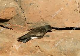 Image result for Oceanodroma castro