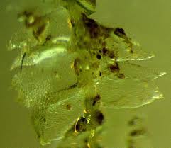 Attēlu rezultāti vaicājumam “Lophocolea minor”