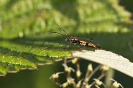 Attēlu rezultāti vaicājumam “Chrysanthia viridissima”