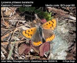 Attēlu rezultāti vaicājumam “Lycaena phlaeas underside”
