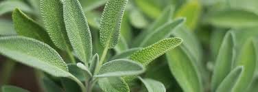 Image result for Salvie