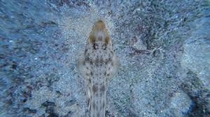 Image result for Pseudobatos lentiginosus