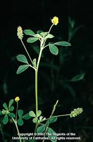 Attēlu rezultāti vaicājumam “Medicago lupulina flower”