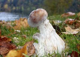 Attēlu rezultāti vaicājumam “Hypomyces chrysospermus”