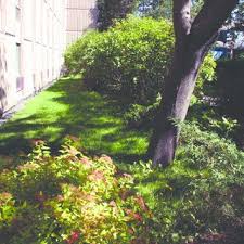 Attēlu rezultāti vaicājumam “Phosphaenus hemipterus male”