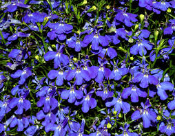 Attēlu rezultāti vaicājumam “Lobelia dortmanna flower”