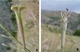 Attēlu rezultāti vaicājumam “Silene borysthenica bud”