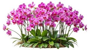 Attēlu rezultāti vaicājumam “Orchidaceae”