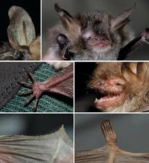Attēlu rezultāti vaicājumam “Myotis sp.”
