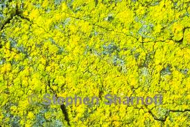 Attēlu rezultāti vaicājumam “Chrysothrix candelaris”