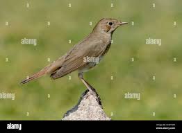 Image result for Luscinia luscinia