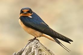 Image result for Petrochelidon pyrrhonota