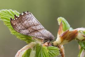 Attēlu rezultāti vaicājumam “Falcaria lacertinaria”
