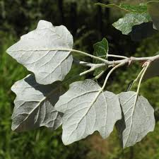 Attēlu rezultāti vaicājumam “Populus alba”